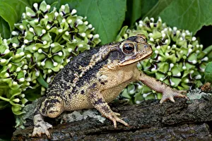 Amphibian Prints: USA, Texas, Santa Clara Ranch. Gulf coast toad on log