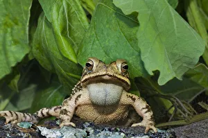 Images Dated 18th May 2021: USA, Texas, Santa Clara Ranch. Gulf coast toad on log