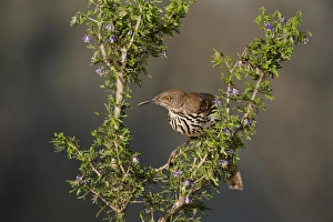 Songbird Prints: USA, Texas, Santa Clara Ranch. Long-billed thrasher in tree