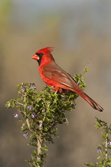 Dave Welling Prints: USA, Texas, Santa Clara Ranch. Male northern cardinal atop tree limb