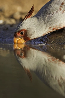 Images Dated 9th March 2011: USA, Texas, Santa Clara Ranch. Male pyrrhuloxis bird drinking