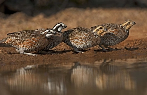 Covey Prints: USA, Texas, Santa Clara Ranch. Northern bobwhites gather at a pond to drink. Credit as