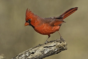 Images Dated 9th March 2011: USA, Texas, Santa Clara Ranch. Northern cardinal on branch