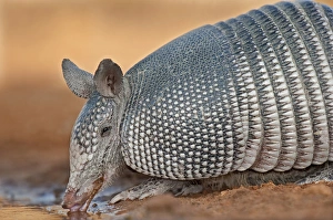 Drinking Prints: USA, Texas, Santa Clara Ranch. Wild nine-banded armadillo drinks at a small pond