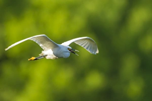 USA, Texas, Smith Oaks Rookery. Snowy egret in flight
