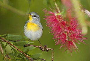 Warbler Prints: USA, Texas, South Padre Island. Female northern parula or wood warbler perches in