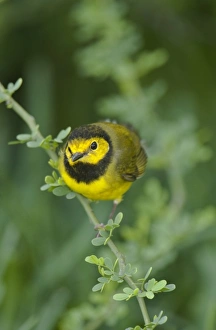 Song Bird Prints: USA, Texas, South Padre Island. Male hooded warbler songbird perches on a small limb