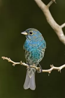 Images Dated 30th April 2007: USA, Texas, South Padre Island. Indigo bunting juvenile male on branch