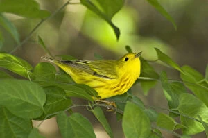 Images Dated 30th April 2007: USA, Texas, South Padre Island. Male yellow warbler in shrubs
