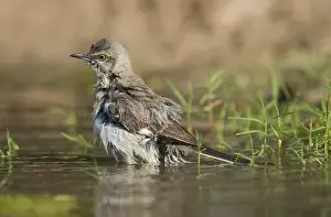 USA, Texas, Starr County. Adult northern mockingbird bathing. Credit as: Dave Welling