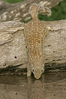 USA, Texas, Starr County. Mexican ground squirrel drinking