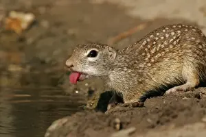Squirrel Prints: USA, Texas, Starr County. Mexican ground squirrel sticks out tongue while drinking