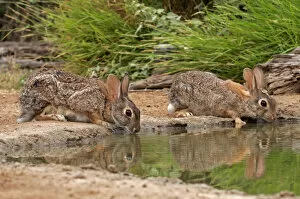 Images Dated 9th May 2006: USA, Texas, Starr County. Pair of cottontail rabbits reflect in pond while drinking