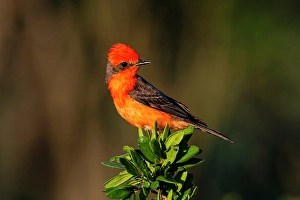 Prints of USA, Texas, Starr County. Vermilion flycatcher perched Images Dated 2025 January: USA, Texas, Starr County. Vermilion flycatcher perched