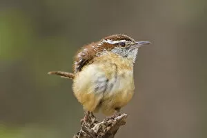 USA, Texas, Texas Hill Country. Carolina wren ruffles its feathers while perched