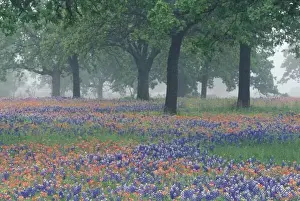 Paint Brush Prints: USA, Texas, Texas Hill Country Expansive field of Texas Paintbrush and bluebonnets