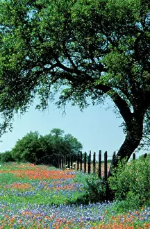 Oak Tree Prints: USA, Texas, Texas Hill Country Paintbrush and bluebonnets