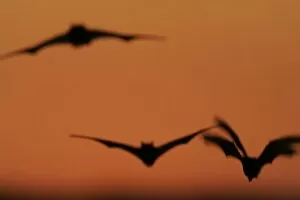 Images Dated 1st May 2006: USA, Texas, Uvalde County. Brazilian free-tailed bats in flight at sunset