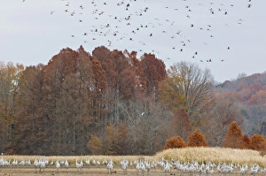 Wading Bird Prints: USA, TN, Hiwassee Wildlife Refuge. As many as 15, 000 Sandhill Cranes (Grus canadensis)