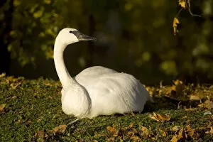 USA. Trumpeter Swan in the Fall