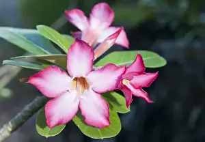 Weed Prints: USA, USVI, St John. Exotic, tropical blooms of Cryptostegia grandiflora were introduced
