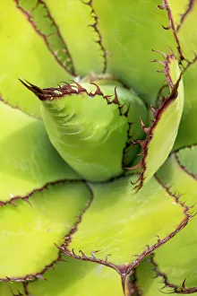 Images Dated 12th January 2024: USA, Utah. Agave detail, Red Butte Gardens