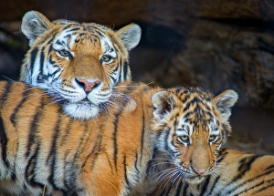 Prints of USA, Utah. Amur (Siberian) tiger mother interacting with male cub, Hogle Zoo, Salt Lake City Images Dated 2024 October: USA, Utah. Amur (Siberian) tiger mother interacting with male cub