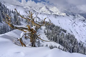 USA, Utah, Ancient Limber pine on ridge during winter Big Cottonwood Canyon near Salt