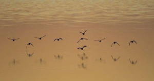 Images Dated 1st December 2015: USA, Utah, Antelope Island, Shoveler Ducks fly over the Great Salt Lake during sunset
