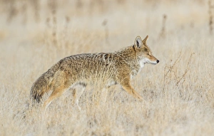 Grassland Prints: USA, Utah, Antelope Island State Park, an adult coyote wanders through a grassland