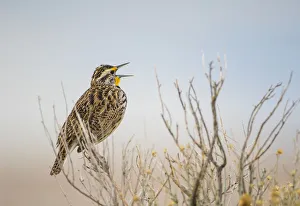 Perching Prints: USA, Utah, Antelope Island. Western Meadowlark sings from a sagebrush perch in Spring