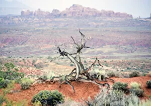 Images Dated 23rd June 2005: USA, Utah, Arches National Park