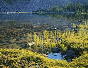 USA, Utah, Ashley National Forest, High Uintas Wilderness, Grasses and spruce trees