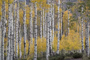 Images Dated 16th January 2022: USA, Utah, Ashley National Forest. Aspen forest in autumn