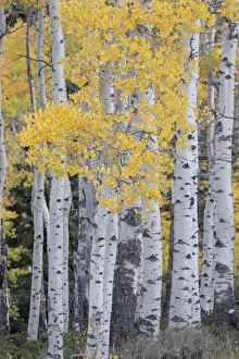 Images Dated 16th January 2022: USA, Utah, Ashley National Forest. Aspen forest in autumn