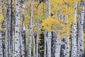 Images Dated 16th January 2022: USA, Utah, Ashley National Forest. Aspen forest in autumn