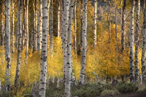 Images Dated 16th January 2022: USA, Utah, Ashley National Forest. Aspen forest in autumn