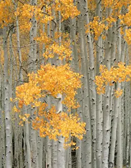 USA, Utah, Aspen gove (Populus tremuloides) in autumn on Fish Lake Pleateau near
