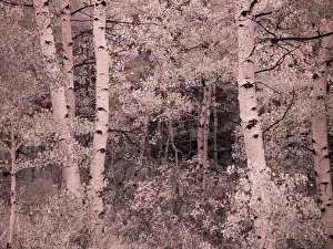 USA, Utah, Aspen Grove in infrared of the Logan Pass area