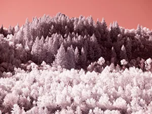 Infrared Prints: USA, Utah. Aspen grove in infrared of the Logan Pass area
