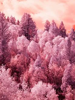 Infrared Prints: USA, Utah. Aspen grove in infrared of the Logan Pass area