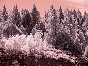 Infrared Prints: USA, Utah. Aspen grove in infrared of the Logan Pass area