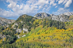 Maple Prints: USA, Utah. Aspen and maple in fall color on Wasatch Mountains hillsides along South Big Cottonwood Canyon Road