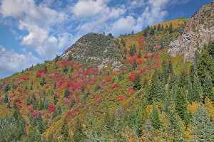 USA, Utah. Aspen and maple in fall color on Wasatch Mountains hillsides along South Big Cottonwood Canyon Road