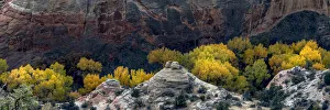 Landscape-Scenic Prints: USA, Utah. Autumn cottonwoods and sandstone formations in canyon