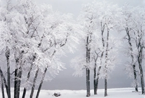 Images Dated 15th February 2013: USA, Utah, Bear Lake, Renddezvous, Beach, Hoar frost on cottonwoods during winter
