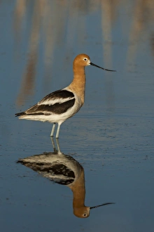 USA, Utah, Bear River National Wildlife Refuge. American avocet wading. Credit as