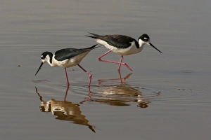 Images Dated 20th May 2014: USA, Utah, Bear River National Wildlife Refuge. Black-necked stilts feeding. Credit as