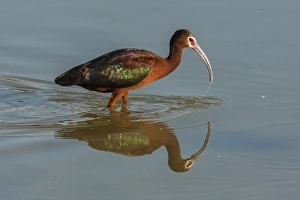 Images Dated 21st May 2014: USA, Utah, Bear River National Wildlife Refuge. White-faced ibis feeding. Credit as