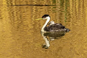 Grebe Prints: USA, Utah, Bear River National Wildlife Refuge. Western grebe and chick in water